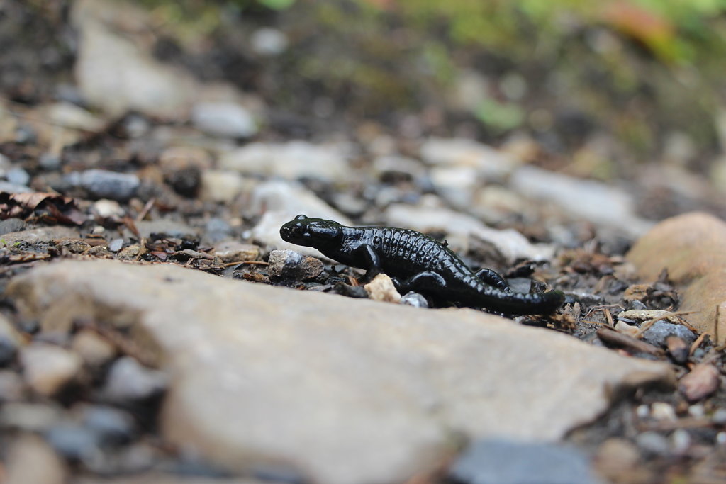 Alpensalamander | Salamandra atra